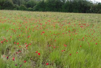 INVENTAIRES FLORE SAUVAGE ET HABITATS NATURELS EN CHARENTE-MARITIME