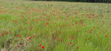 INVENTAIRES FLORE SAUVAGE ET HABITATS NATURELS EN CHARENTE-MARITIME